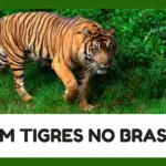 Text Features Tiger Education Presentation in Green White Clean Digital Style