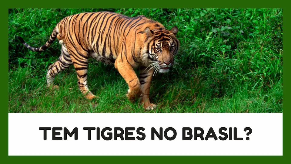 Text Features Tiger Education Presentation in Green White Clean Digital Style